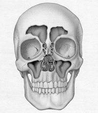 Skull with Sinuses